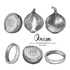 Onion hand drawn collection by ink and pen sketch. Isolated vector design for fruit and vegetable products and health care goods.