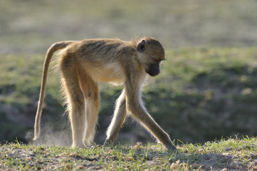 Papio cynocephalus cynocephalus / Babouin cynocéphale