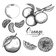 Orange hand drawn collection by ink and pen sketch. Isolated vector design for fruit and vegetable products and health care goods.