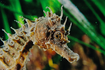 Hippocampus ramulosus / Hippocampe