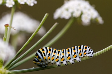 Papilio machaon / Machaon