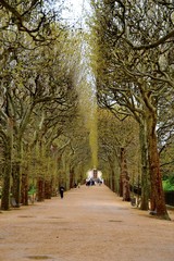 A Walk Beneath the Trees