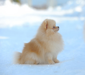 Cream spitz walking on snow