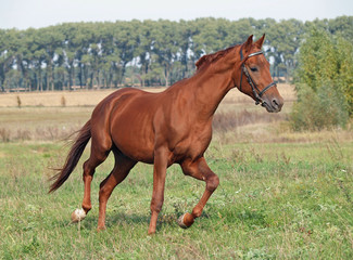 Fototapeta premium Chestnut horse trotting on the green meadow