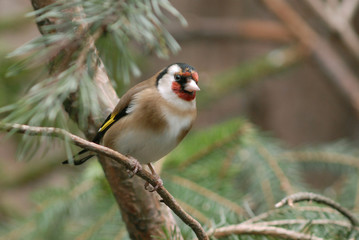 Carduelis carduelis / Chardonneret élégant