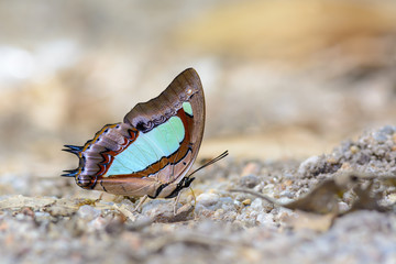 Common Nawab(Polyura athamas), beautiful butterfly was eating food in nature.
