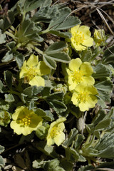 Potentilla cinerea / Potentille cendrée / Potentille des sables