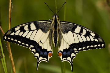 Papilio machaon / Machaon / Grand porte queue