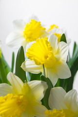 Naklejka na ściany i meble Narcissus - spring yellow-white flower