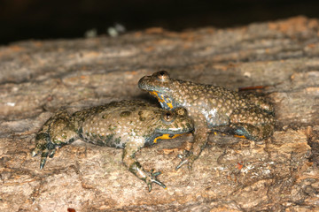 Bombina variegata / Crapaud sonneur à ventre jaune