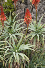 Aloe arborescens / Aloès arborescent