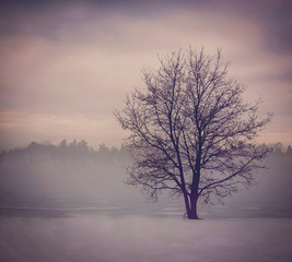 Fototapeta na wymiar Tree in the winter dreamy mist session