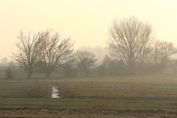 Nebelmorgen in der Marsch