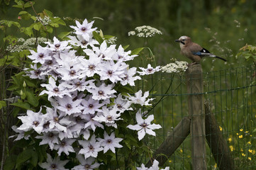 Garrulus glandarius / Geai des chênes