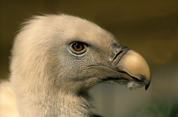 Gyps fulvus / Vautour fauve