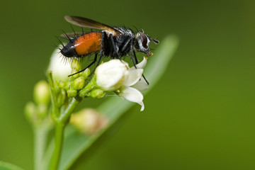 Eriothrix rufomaculatus / Eriothrix à taches rousses