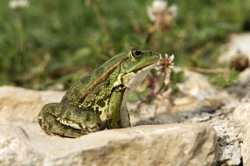 Rana esculenta / Grenouille verte