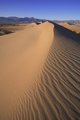 Fototapeta na wymiar Dunes à Prosopis/ Vallée de la mort / Californie