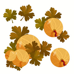 card with gooseberries with leaves.  illustration