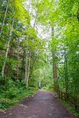 Path through the Hermitage Wood, Scotland