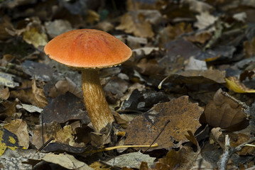Leccinum aurantiacum / Boletus aurantiacus / Bolet orangé