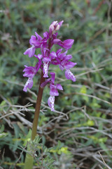 Orchis olbiensis / Orchis d'Hyères