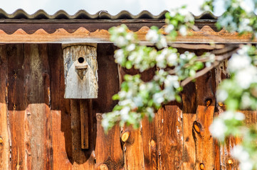 старый сарай в саду со скворечником весной