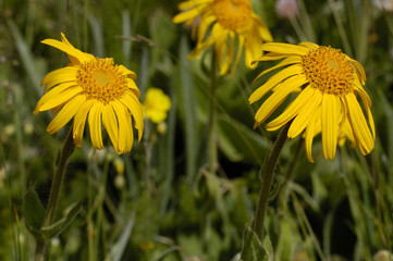 Arnica montana / Arnica des montagnes