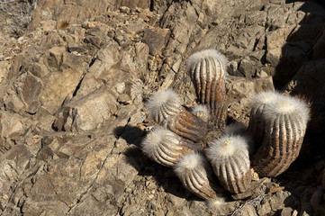 Copiapoa krainziana