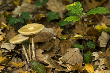 Collybia radicata / Collybie radicante