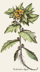 Illustration botanique / Hyoscyamus niger / Jusquiame noire