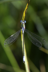Lestes dryas / Leste dryade / Mâle
