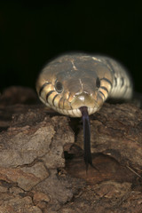 Natrix natrix / Couleuvre à collier