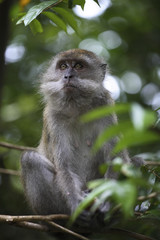 Macaca fascicularis / Macaque à longue queue