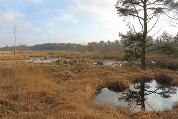 Buttermoor-Butterbargsmoor