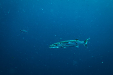 Fototapeta na wymiar Barracuda