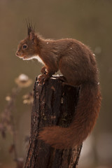 Sciurus vulgaris / Ecureuil roux