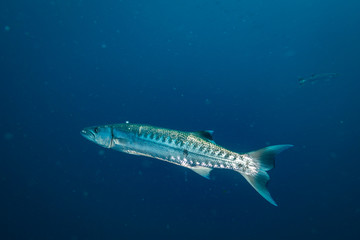 Barracuda