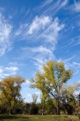 Obraz premium Trees on the lake shore