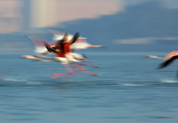 Fototapeta premium Greater Flamingos running to fly, a panning shot
