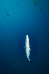 Barracuda