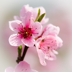 Obraz na płótnie Canvas peach blossom
