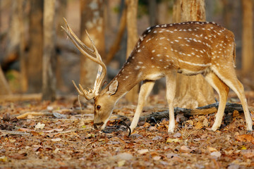 Spotted deer grazing in the forest of  Pench National Park © Dr Ajay Kumar Singh