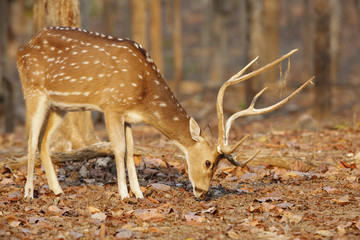 Spotted deer grazing  in Pench National Park