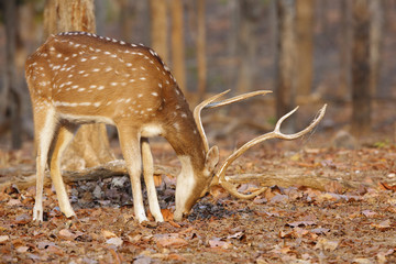 Spotted deer in Pench National Park