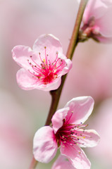 Obraz na płótnie Canvas peach blossom