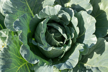 Obraz premium Pattern of cabbage