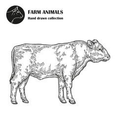 Hand drawn bull cattle isolated on white background. Farm animal