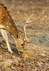Cheetal deer grazing in Pench National reserve