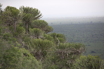 Euphorbia candelabra trees in Kruger National Park Africa